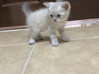 Sahiplendirme ve satın alma british shorthair