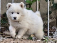 Show Kalite Samoyed Bebekler