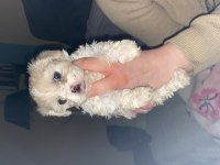 Sahiplendirilecek Terrier