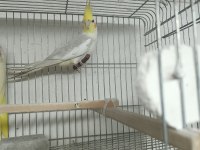 2 adet erkek damızlık sultan papağanı