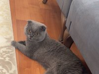 Scottish Fold Erkek Kedimiz