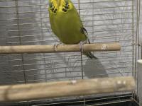 Spangel Taşıyıcı Jumbo Kırması Dişi Muhabbet Kuşu