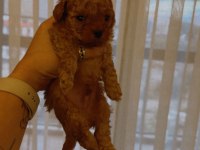 A kalite toy poodle bebekler