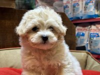 Red Maltipoo Yavrular (Wc Eğitimli)