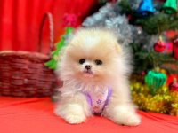 Safkan Pomeranian Boo Yavru Köpeklerimiz