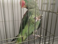 Satılık iskender alexander papağanı