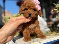 Aşılı Toy Poodle Yavrularımızda Kampanya
