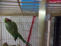 Erkek Pakistan Papağanları