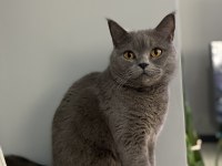 Acil sahiplendirme british kedimiz 4 yaşında