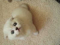 Sağlıklı Mavi Gözlü Safkan Scottish Fold Yavru Kedimiz