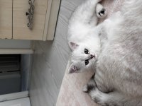Dünya Güzeli Sağlıklı British Shorthair Bebekler