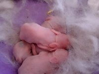 Cüce Tavşan Ve Yeni Doğmuş Yavruları