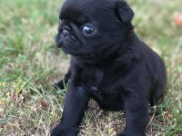 Irk garantili pug köpekleri