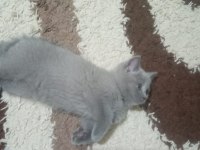 2 Aylık British Shorthair Dişi