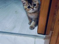 3 Aylık British Golden Black
