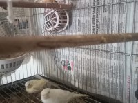 Yarı Tepeli Çift Kanarya