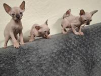 1 Aylık Sfenks Yavrular