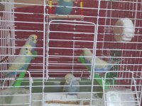 Güzel Renkli Rainbow Yavru Muhabbet Kuşları