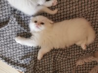 Dişi Kedimize Yuva Arıyoruz