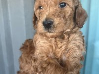 Poodle Kendi Yavrularımız