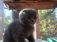 Scottish fold yavrularımız