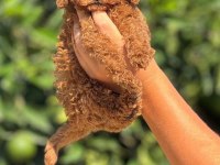 Erkek Ve Dişi Toy Poodle Yavrular