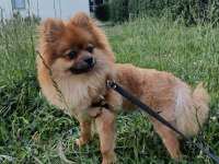 Acil Pomeranian Köpeğimiz