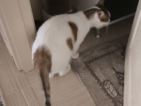 Kedimiz Karamelimize Acil Yuva Arıyoruz