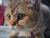 British Shorthair Golden Özel Irk Ny25 Black