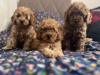 Irk ve kg garantili toy poodle bebeklerimiz