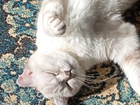 Kedim mila yeni yuvasını arıyor