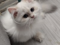 British longhair 3 aylık