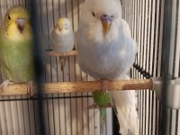 Rainbow Yerli Muhabbet Kuşu Yavrular