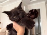 Koleksiyonluk dev maine coon black smoke yavrular