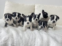 Üst Düzey Kalite Renkli Gözlü French Bulldog Yavrularım
