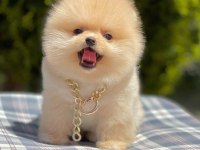 Safkan Pomeranian Boo Yavrularımız