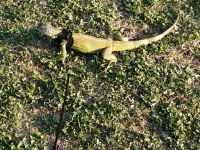 Çipli Evraklı İguana