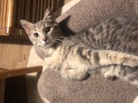 Kedi 4-5 aylık kız yavrumuz