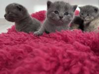 1 buçuk aylık scottish ve british yavrular