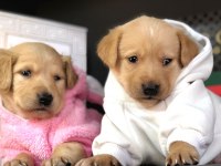 2 aylık golden retriever yavrularımız