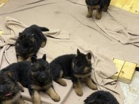 Şampiyon Alman Kurdu Yavruları