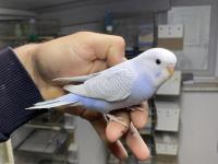 Ele Alıştırmalık Yerli Muhabbet Kuşu Yavrular Yeme Düştü