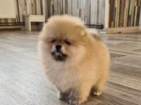 Pomeranian boo köpeği yavruları