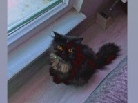 3 Yaşında Dişi İran Kedisi Sahiplendirme