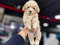 Orjinal poodle yavrumuz