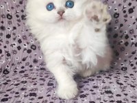 Kocaeli Show Kalite Safkan British Longhair Yavrular