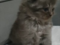 British Longhair Erkek Yavru