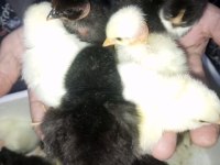 Yeni çıkım civcivler rengarenk