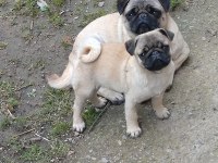 Kaliteli Pug Mops