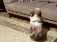 6 Aylık Shih Tzu Rio Yuva Arıyor